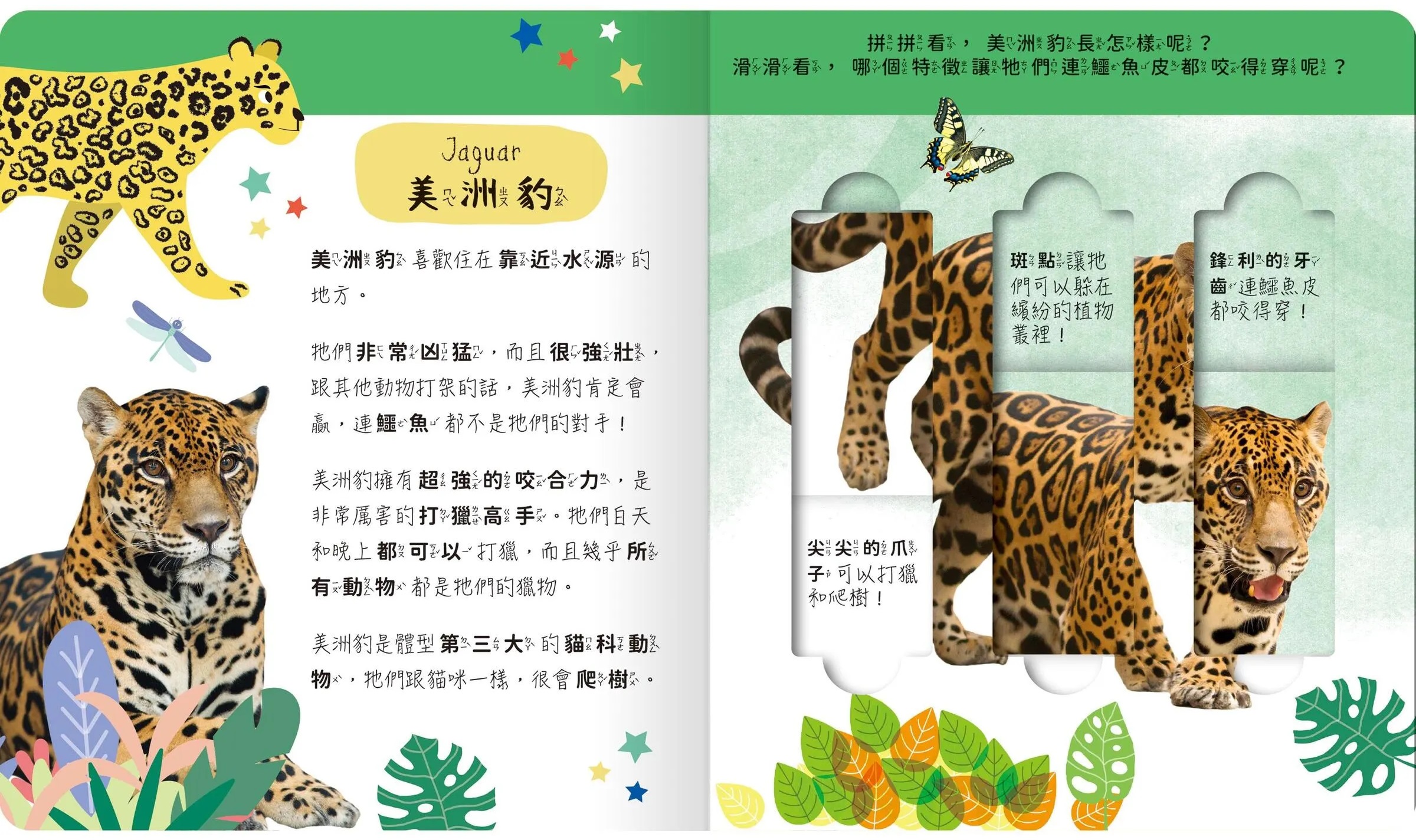 lovely puzzle-雨林動物園